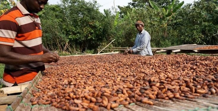Young Cocoa Farmers petition Mahama over uncertainty ahead of new season