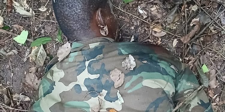 Wildlife guard shot dead by suspected poacher at Kakum Forest Reserve