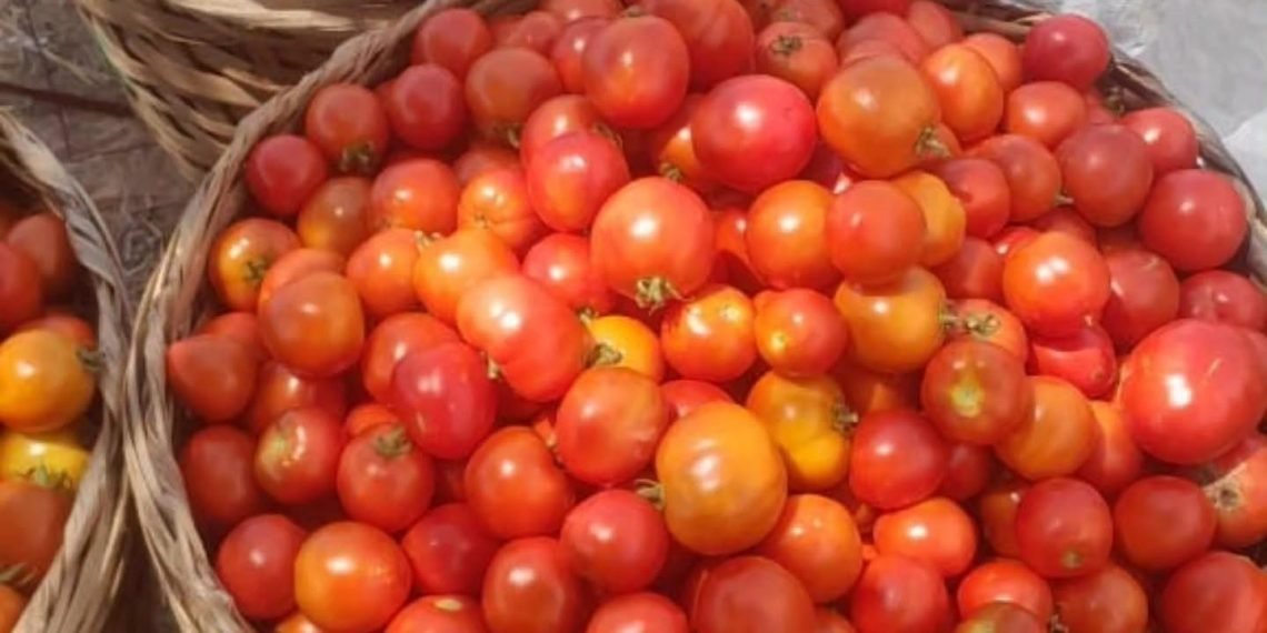 Tomato prices to drop as Ghanaian farmers begin harvest — Dumelo