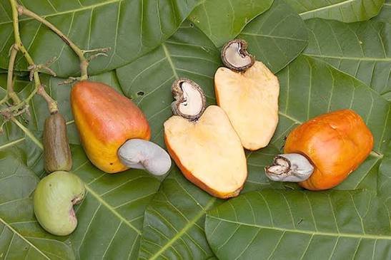 Africa must prioritise cashew processing to retain more value – Agric Ministry