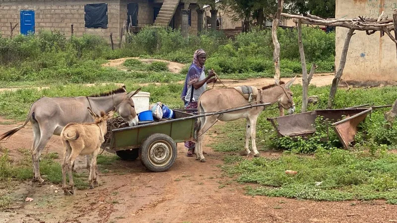 UWR: Use of donkeys to transport goods booms in Sissala West District