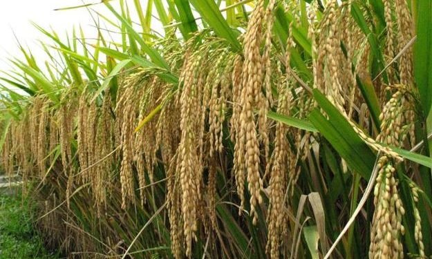 Ghana to cut $500m rice import bill with $18.8m REWARD project