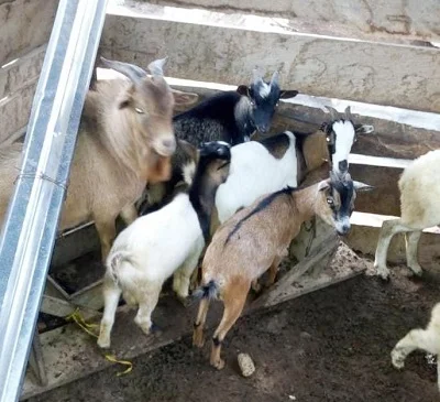 Aboso: Thieves allegedly drug goats with tramadol before stealing them